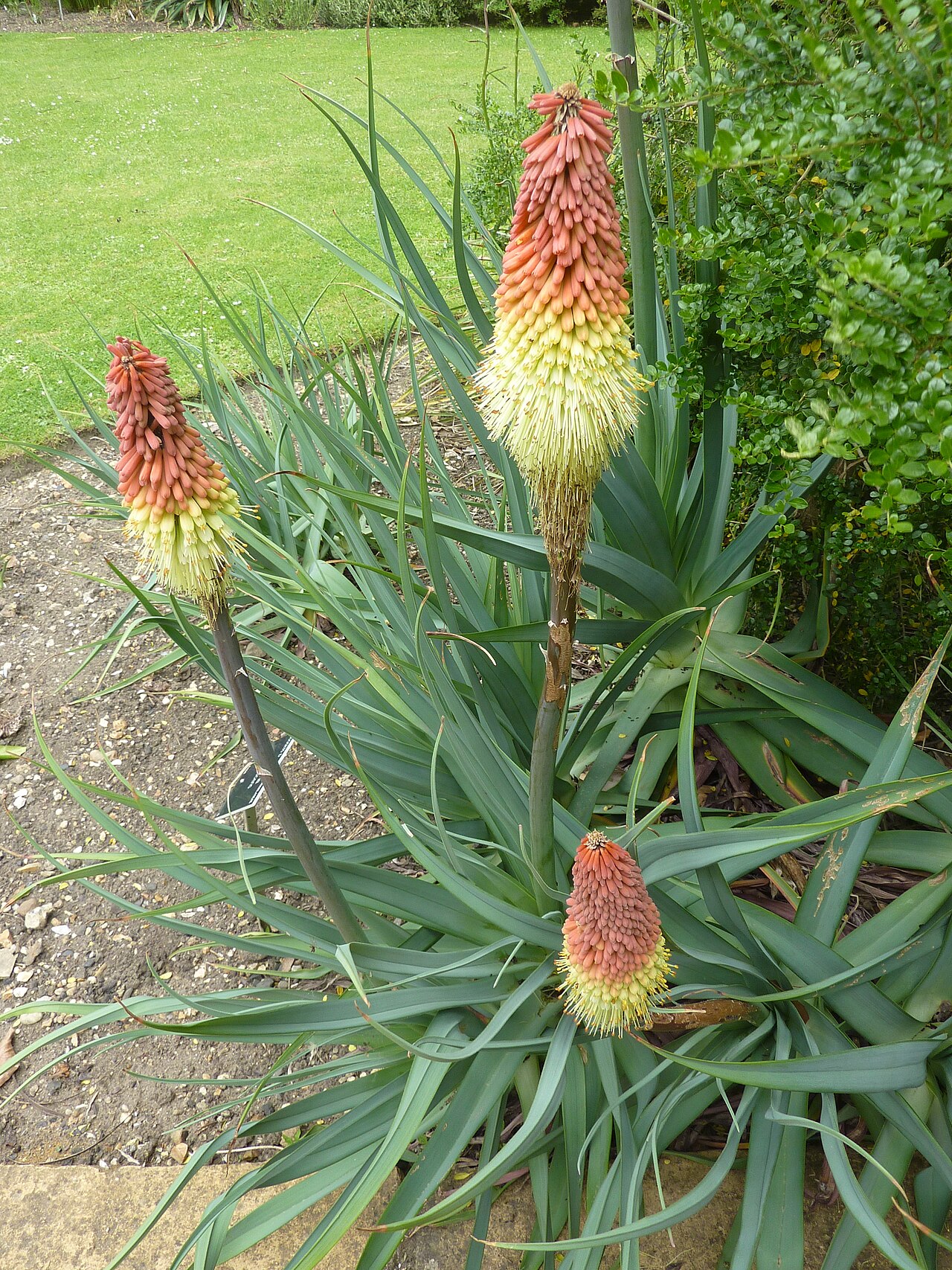 Lesotho red-hot poker: Taken in the Cambridge University Botanic Garden