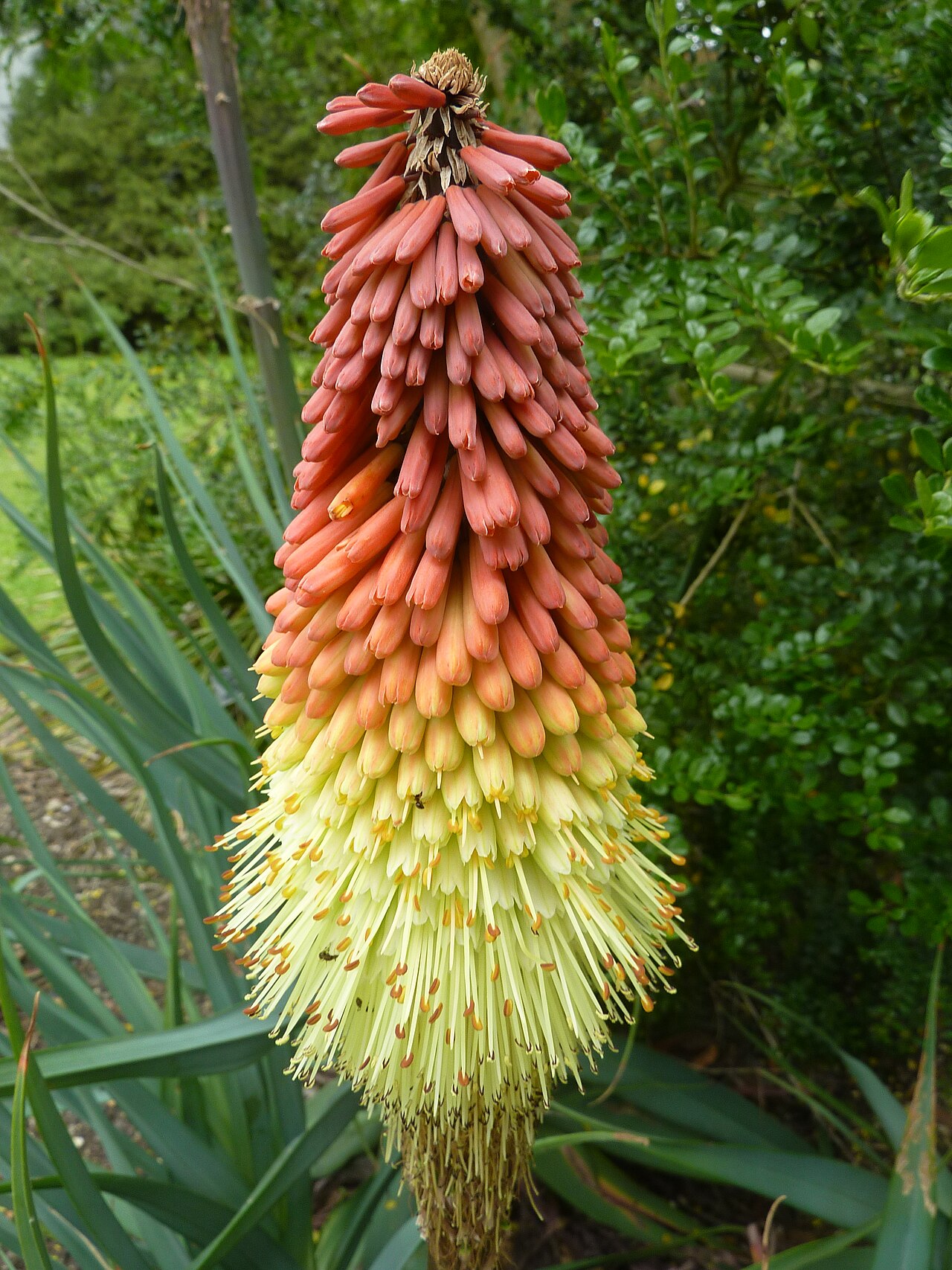 Lesotho red-hot poker: Taken in the Cambridge University Botanic Garden