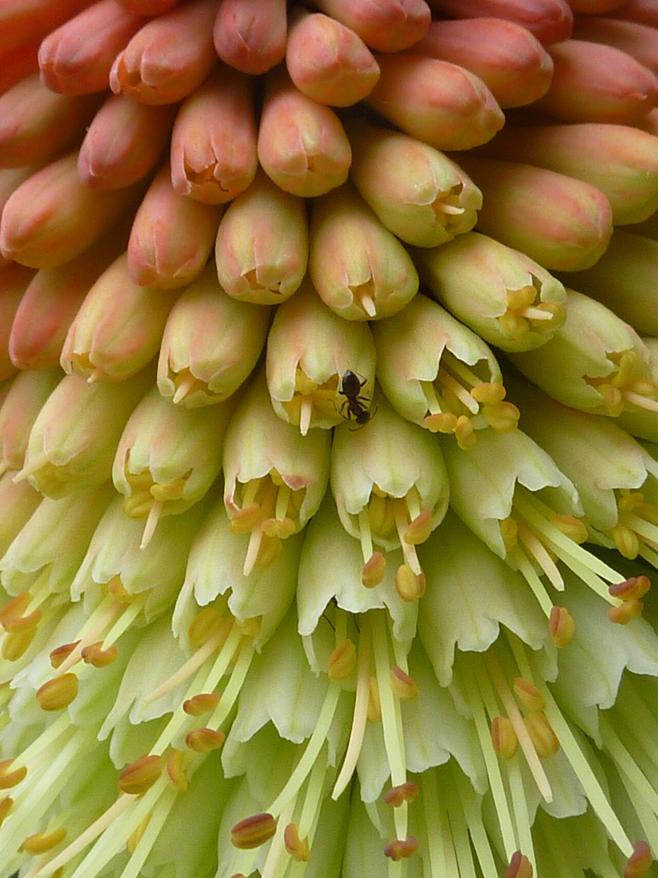 Lesotho red-hot poker: Taken in the Cambridge University Botanic Garden