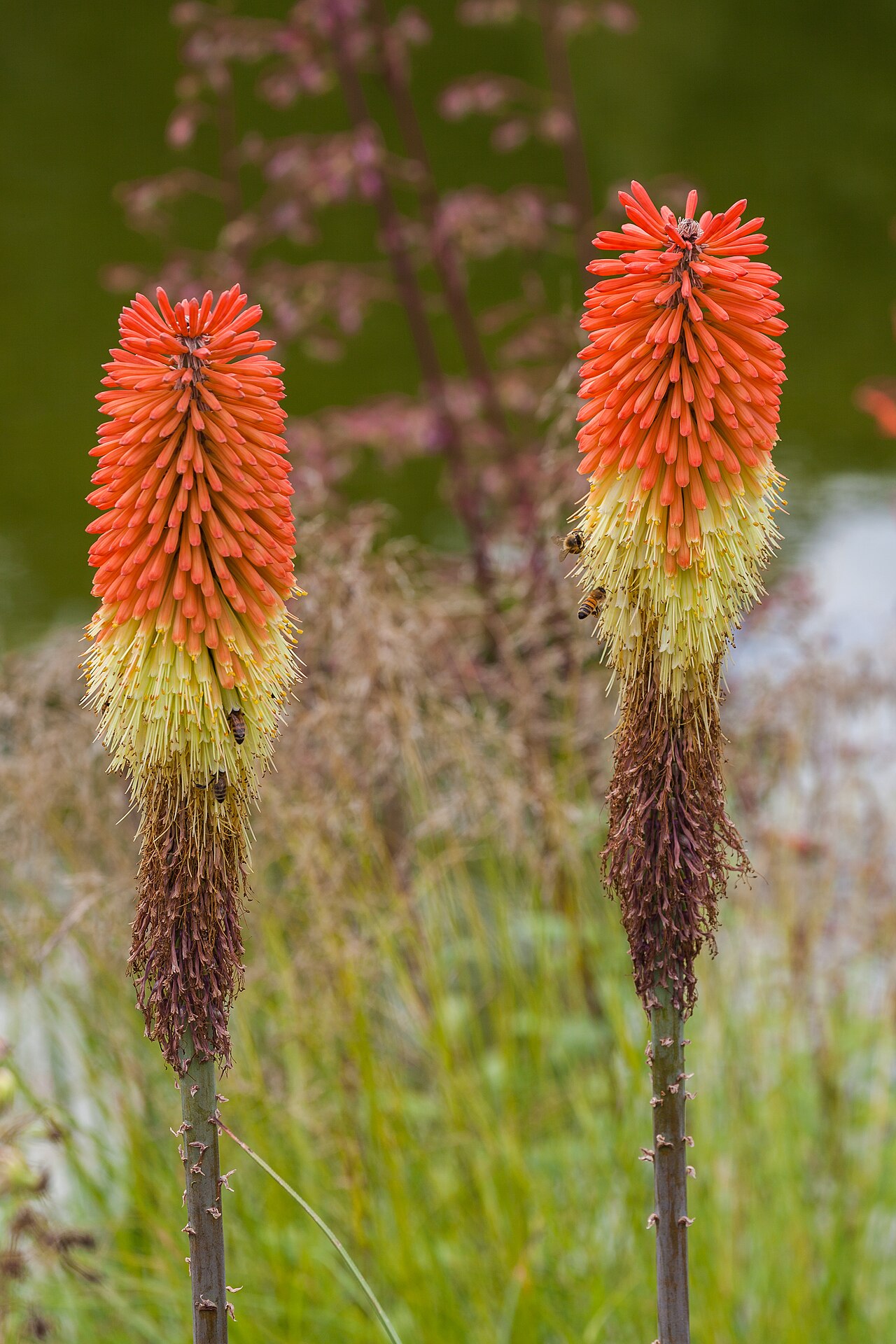 Lesotho red-hot poker: Bees ( Lasioglossum calceatum ) in a Kniphofia caulescens , Munich Botanical Garden, Germany