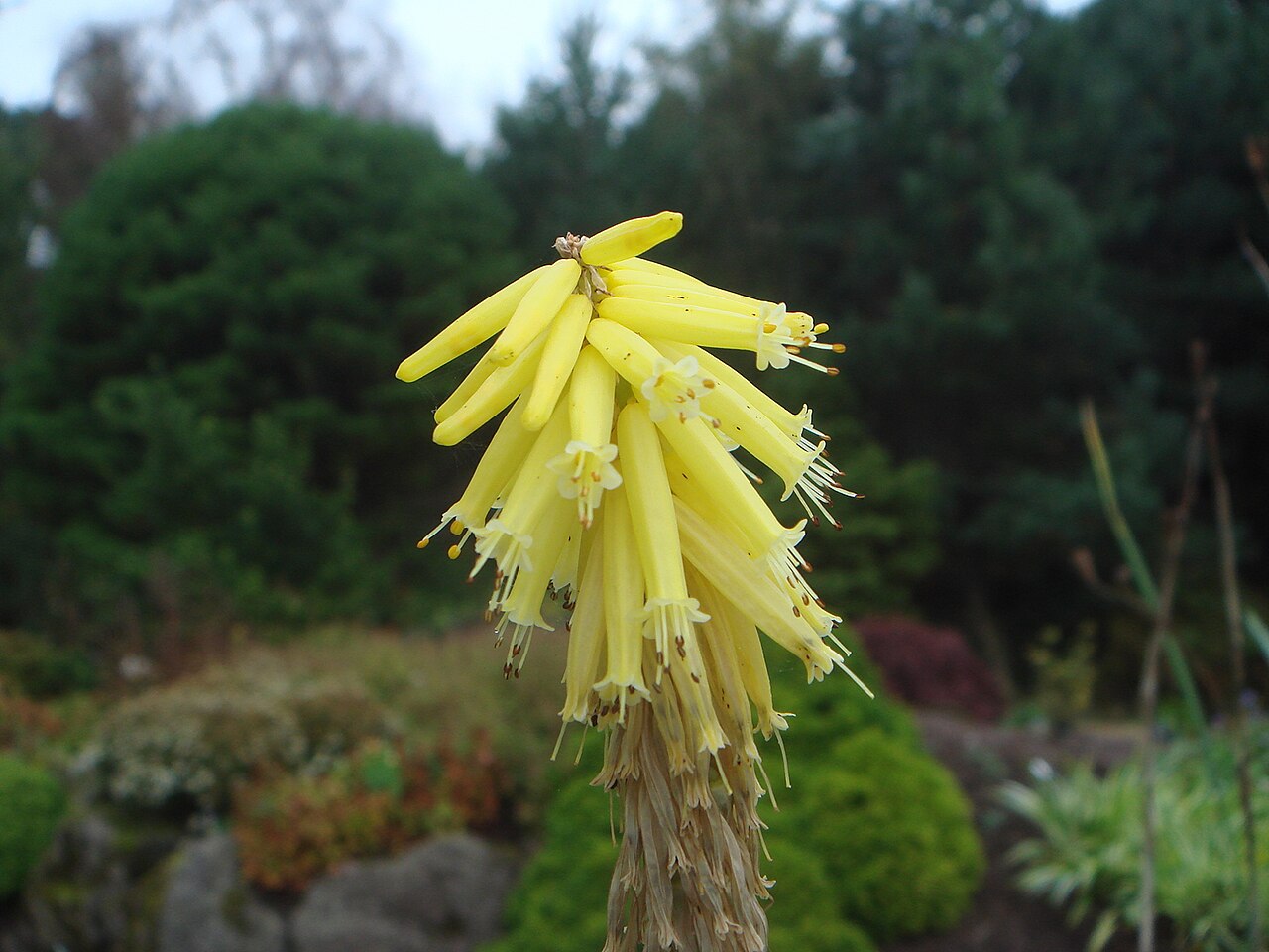 Yellow berg poker: ( Kniphofia fibrosa ), Royal Botanic Garden Edinburgh, Scotland.