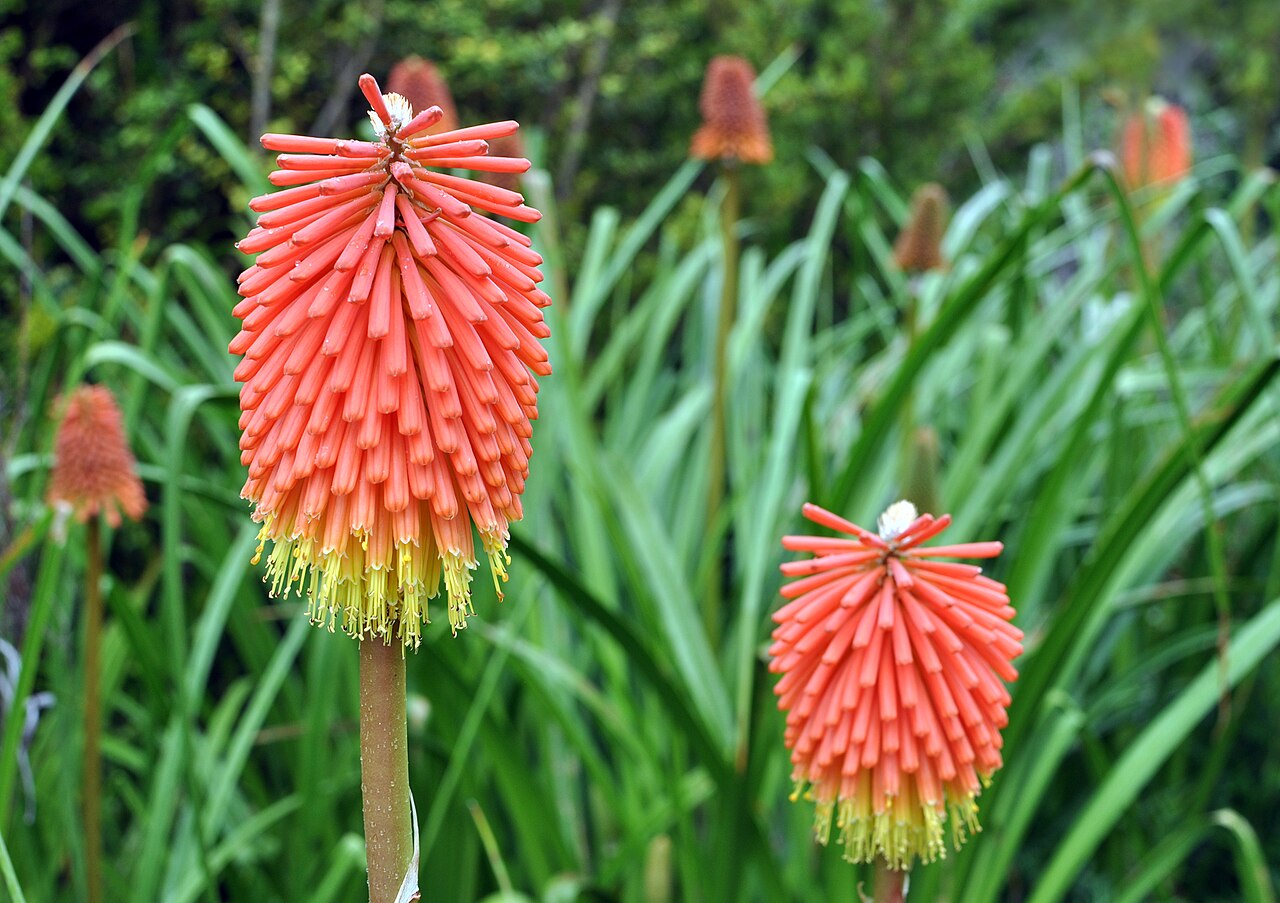 Red-hot poker: Flower of Kniphofia galpinii at Conservatoire botanique national de Brest Botanical Conservatory of Brest Native name Conservatoire botanique national de Brest