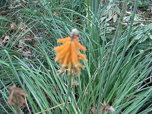 Red-hot poker: Location taken: <a href=" http://www.usna.usda.gov/ " target="_blank">The United States National Arboretum</a>, Washington DC. Names: Kniphofia galpinii Baker,