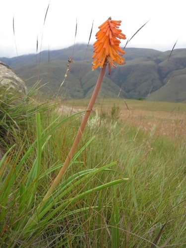Red-hot poker (Kniphofia galpinii)