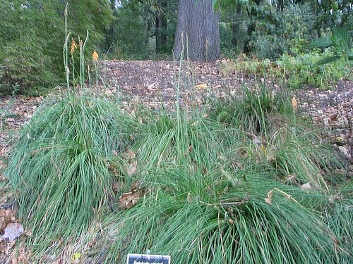 Red-hot poker: Location taken: <a href=" http://www.usna.usda.gov/ " target="_blank">The United States National Arboretum</a>, Washington DC. Names: Kniphofia galpinii Baker,