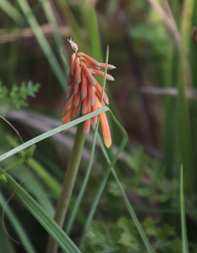 Red-hot poker (Kniphofia galpinii)