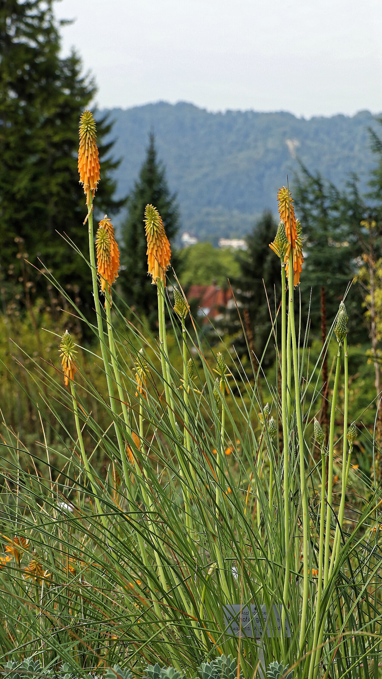 Red-hot poker: Steppenkerzen