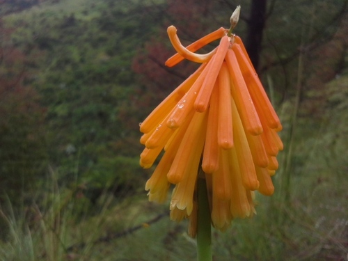 Red-hot poker (Kniphofia galpinii)