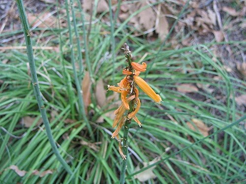 Red-hot poker: Location taken: <a href=" http://www.usna.usda.gov/ " target="_blank">The United States National Arboretum</a>, Washington DC. Names: Kniphofia galpinii Baker,