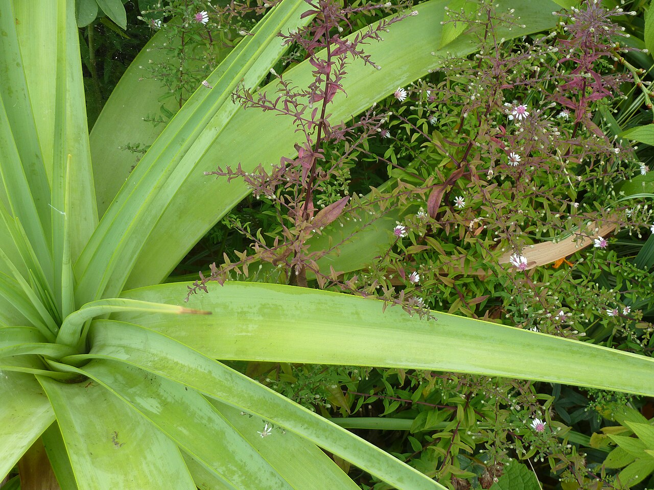 Broad-leaved poker: With one of the Aster laterifolius types