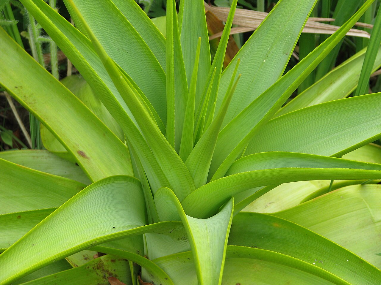 Broad-leaved poker: Kniphofia northiae