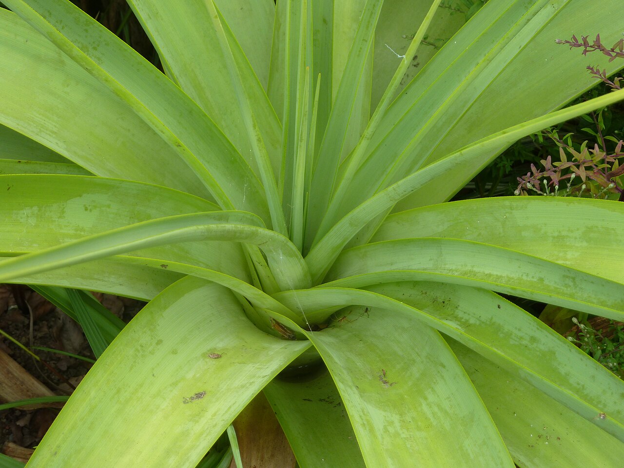 Broad-leaved poker: Completely hardy and evergreen on every sort of soil. Stunning 'architectural plant'.