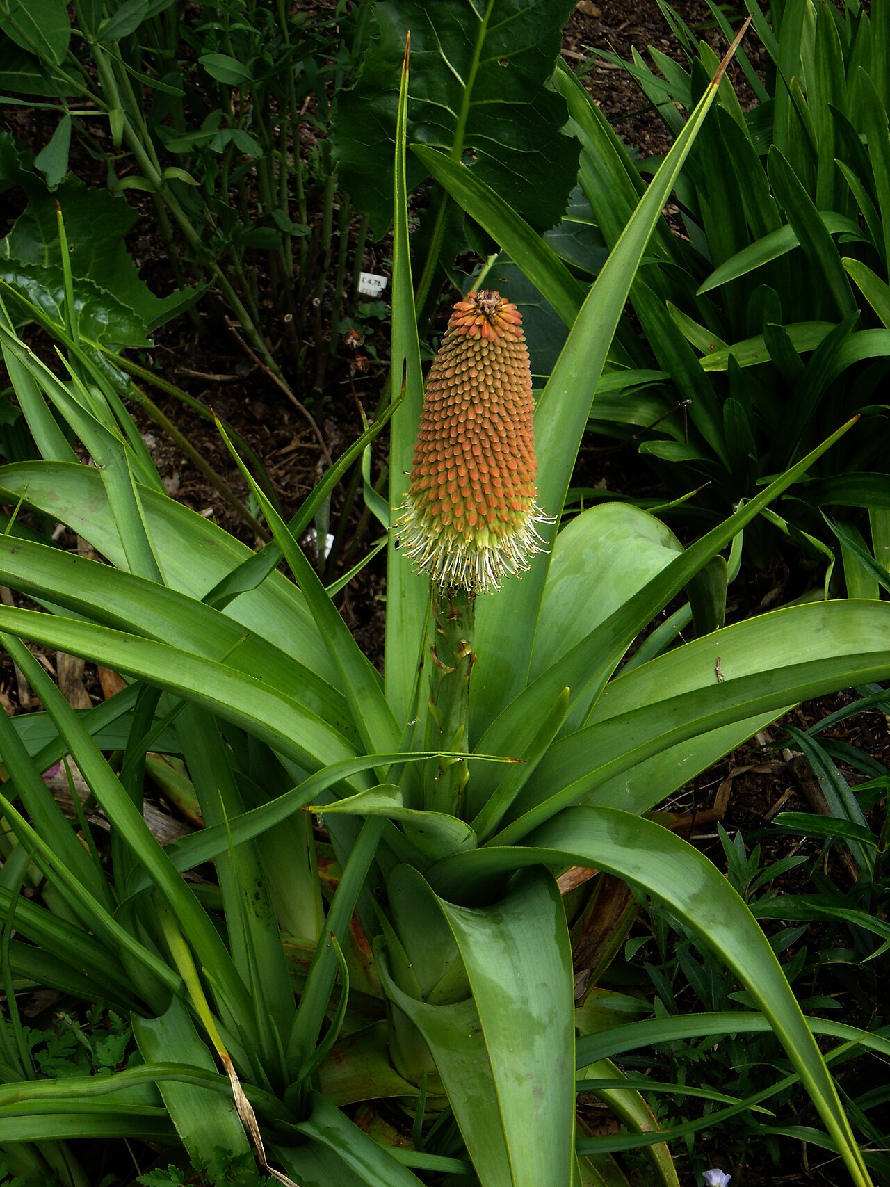 Broad-leaved poker: Essentially a hardy Aloe. Absolutely no frost damage whatsoever these last two winters, and on a heavy clay soil.