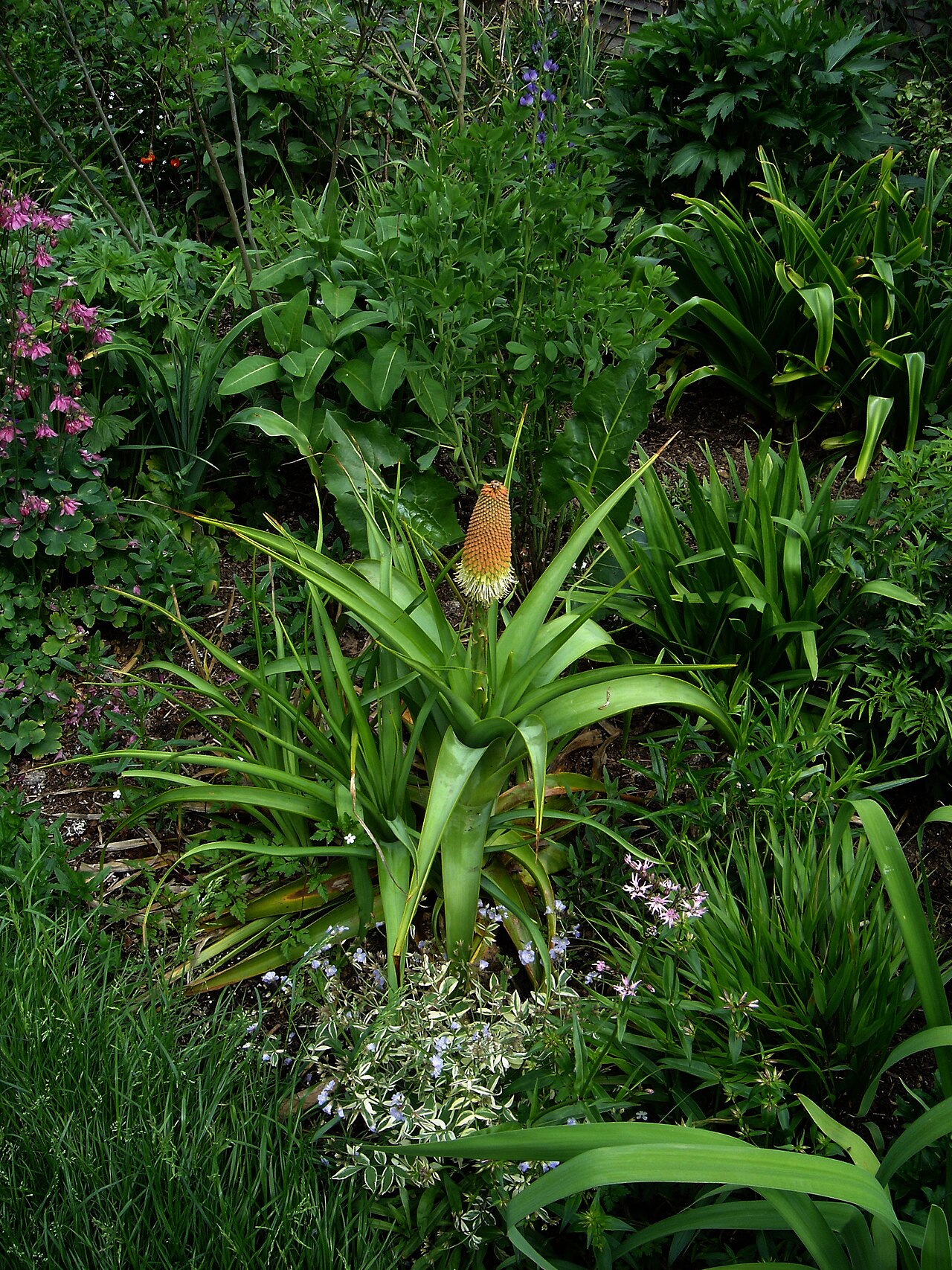 Broad-leaved poker: Kniphofia northiae