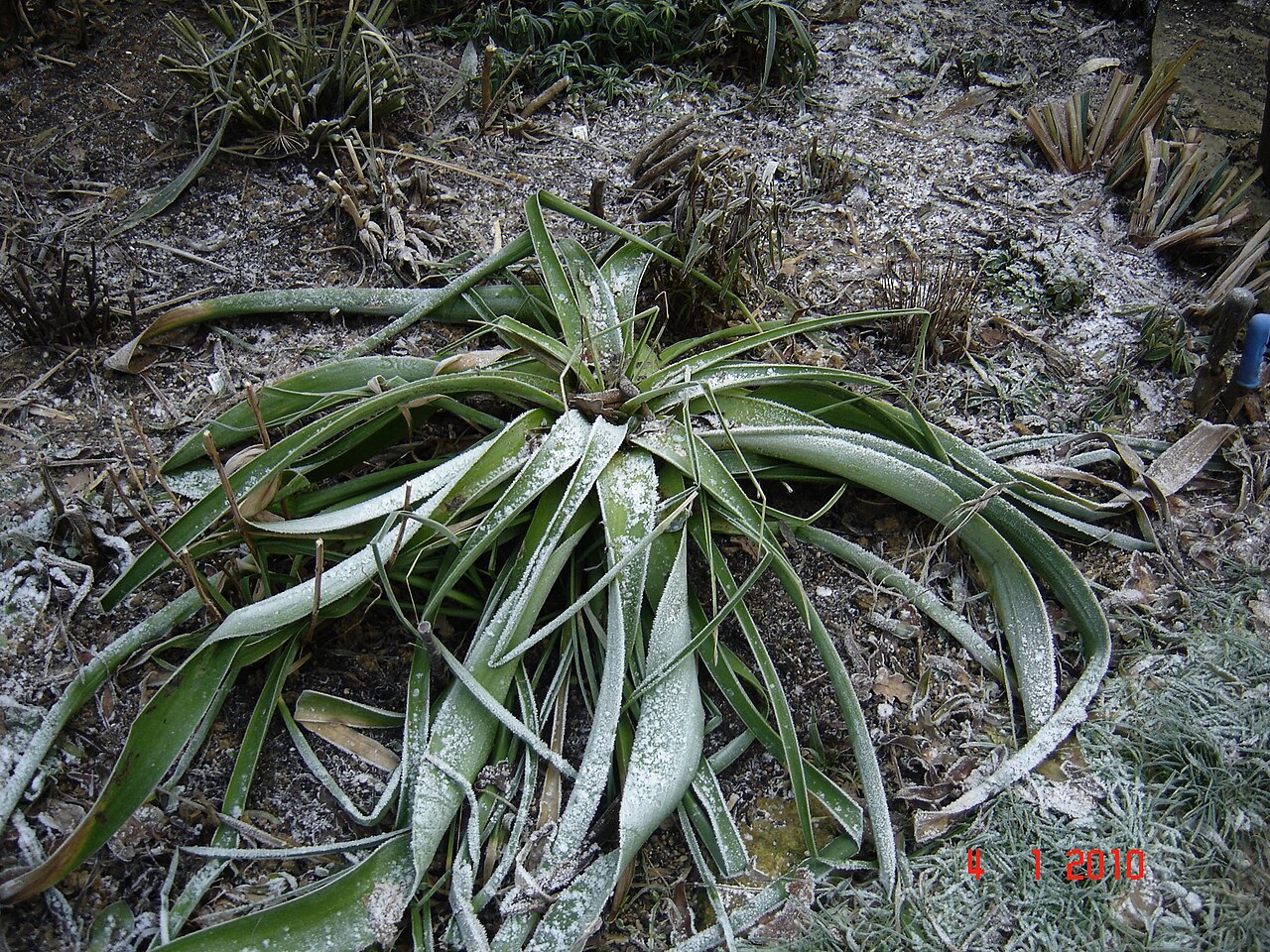 Broad-leaved poker: Fear not (I hope), this plant came through colder conditions in it's pot last year. Hardier evergreens than this (Hellebores, Cyclamen) collapse at this time of
