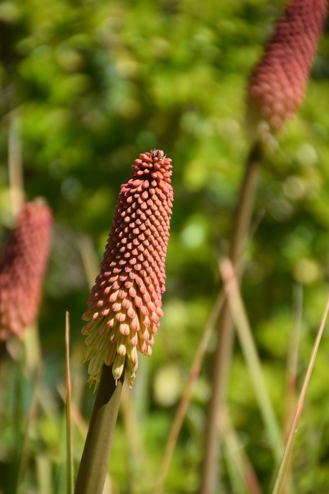 Broad-leaved poker: Kniphofia northiae in Dunedin Botanic Garden, Dunedin, New Zealand