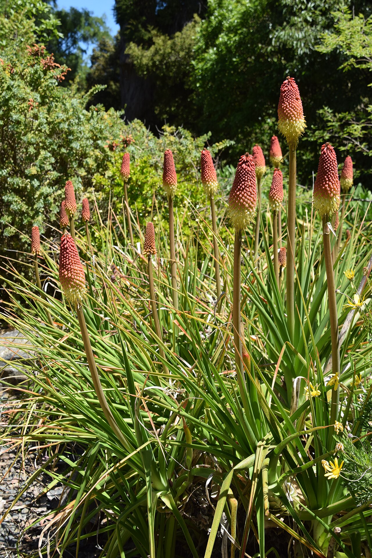 Broad-leaved poker: Kniphofia northiae in Dunedin Botanic Garden, Dunedin, New Zealand