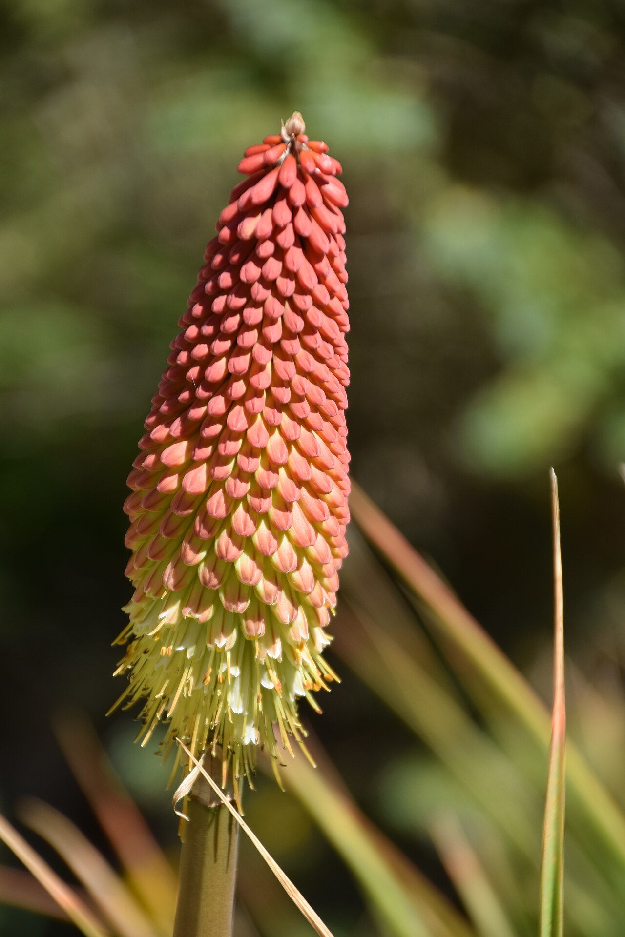 Broad-leaved poker: Kniphofia northiae in Dunedin Botanic Garden, Dunedin, New Zealand