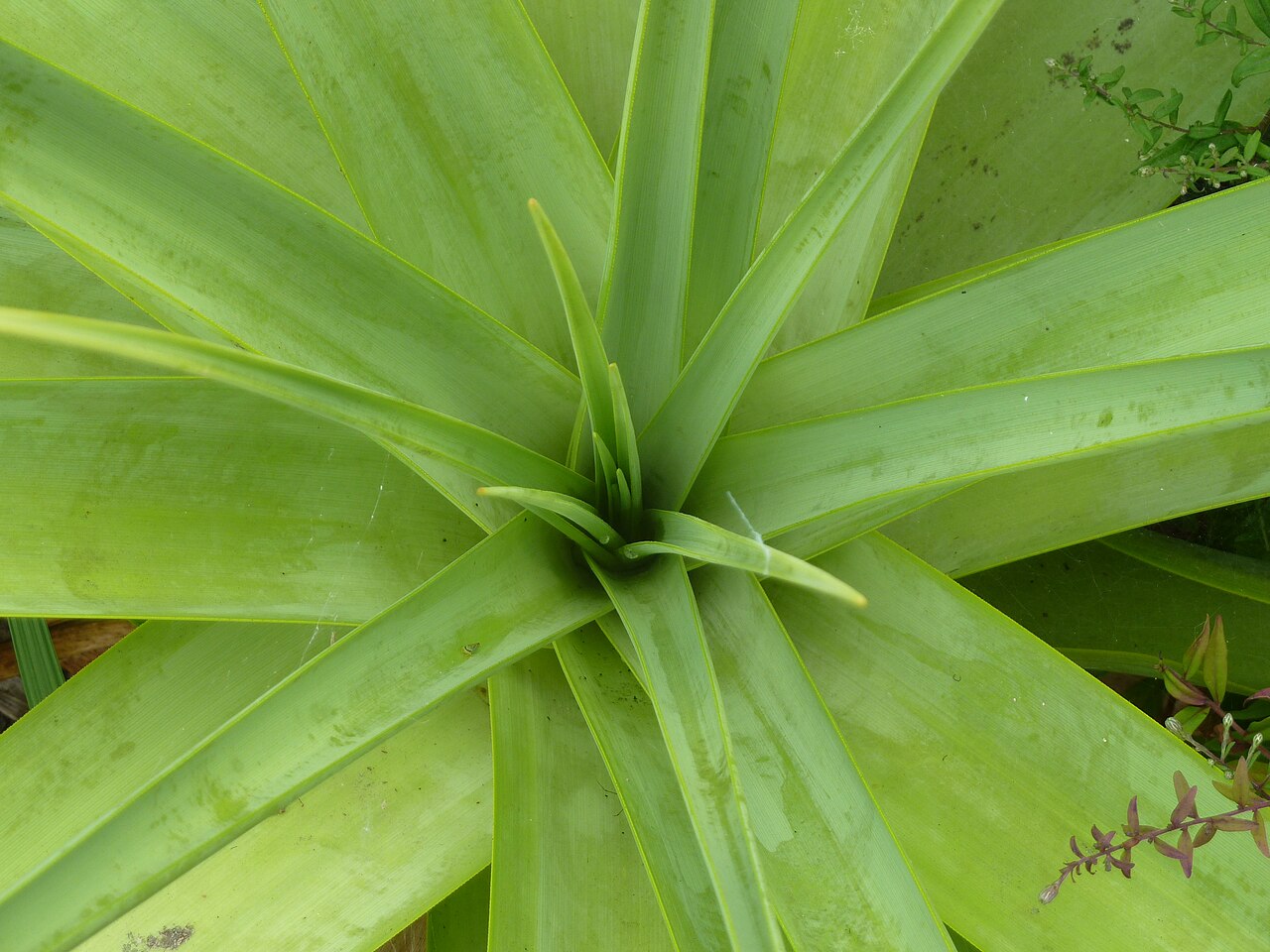 Broad-leaved poker: Never mind your sort-of-hardy Agaves and Aloes...