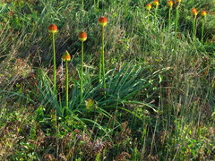 Winter poker (Kniphofia rooperi)