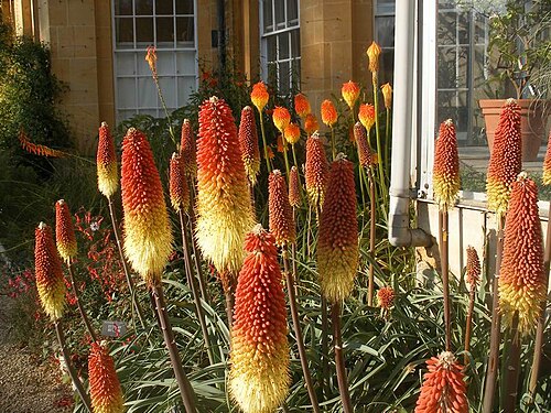 Winter poker: Kniphofia rooperi and kniphofia subcaulescens