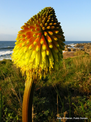 Winter poker (Kniphofia rooperi)