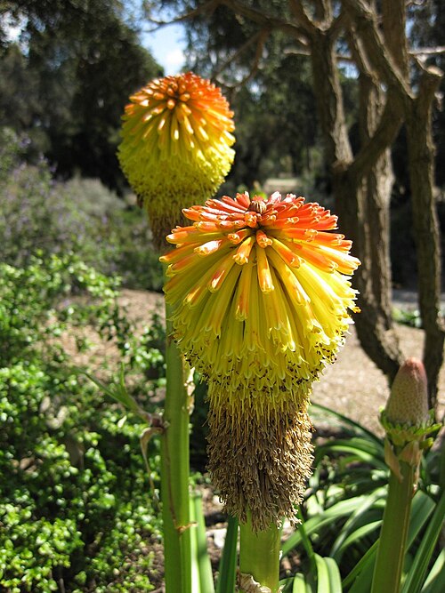 Winter poker: Kniphofia rooperi . Photographed at Huntington Gardens (Los Angeles) in March