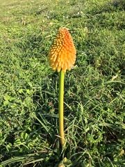 Winter poker (Kniphofia rooperi)