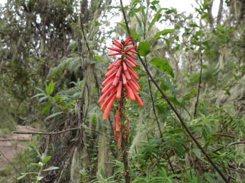 Kniphofia thomsonii (Kniphofia thomsonii)