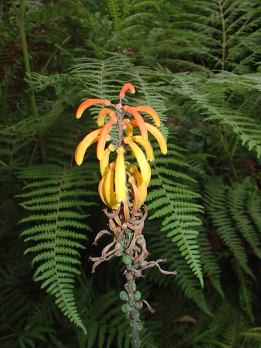 Kniphofia thomsonii (Kniphofia thomsonii)