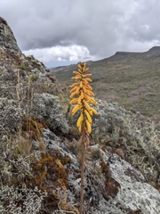 Kniphofia thomsonii (Kniphofia thomsonii)