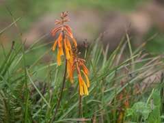 Kniphofia thomsonii (Kniphofia thomsonii)