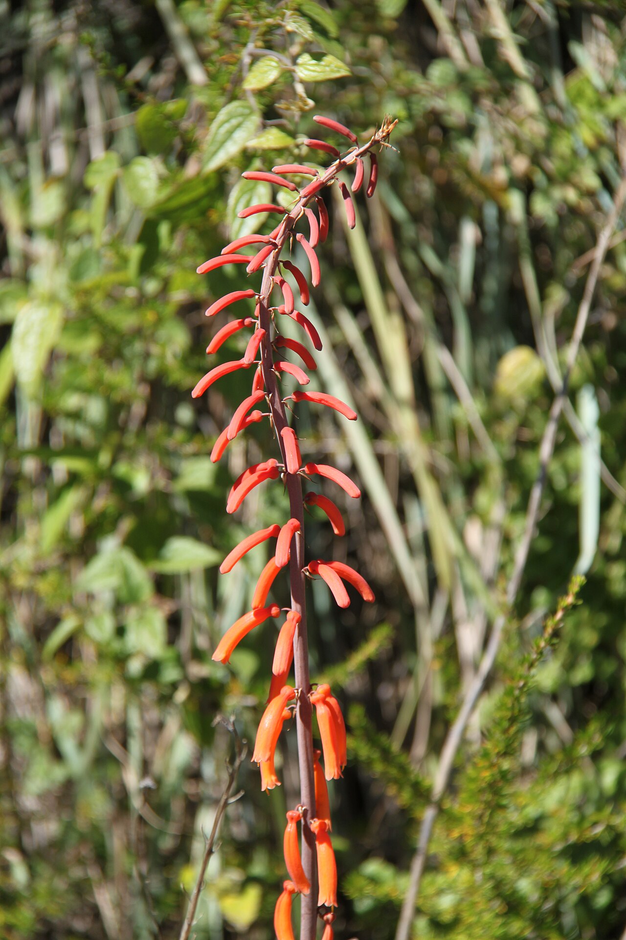 Kniphofia thomsonii: A species of red-hot poker, Kniphofia thomsoni , photographed at the fish ponds near to the Chogoria route, at approximately 2960 m altitude