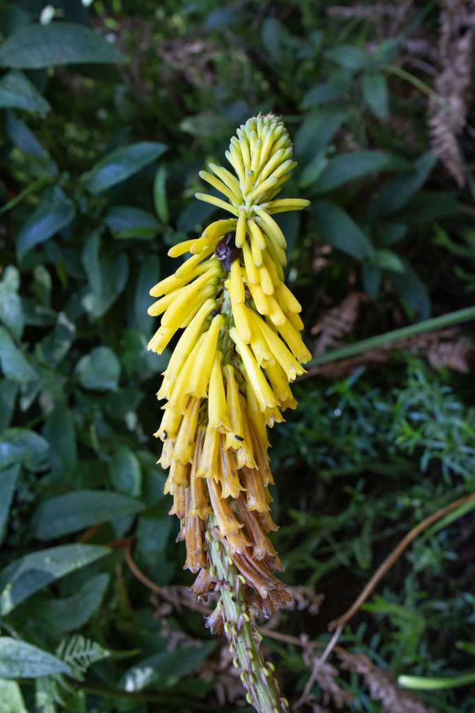 Kniphofia thomsonii (Kniphofia thomsonii)