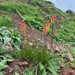 Kniphofia thomsonii (Kniphofia thomsonii)