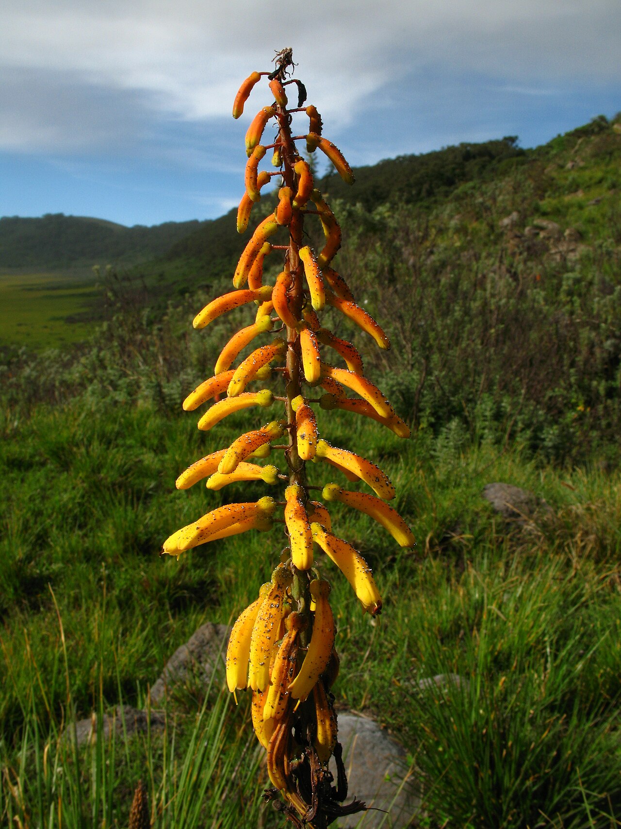 Kniphofia thomsonii: Kniphofia thomsonii (Red Hot Poker), Olmoti, Tanzania