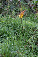 Kniphofia thomsonii (Kniphofia thomsonii)