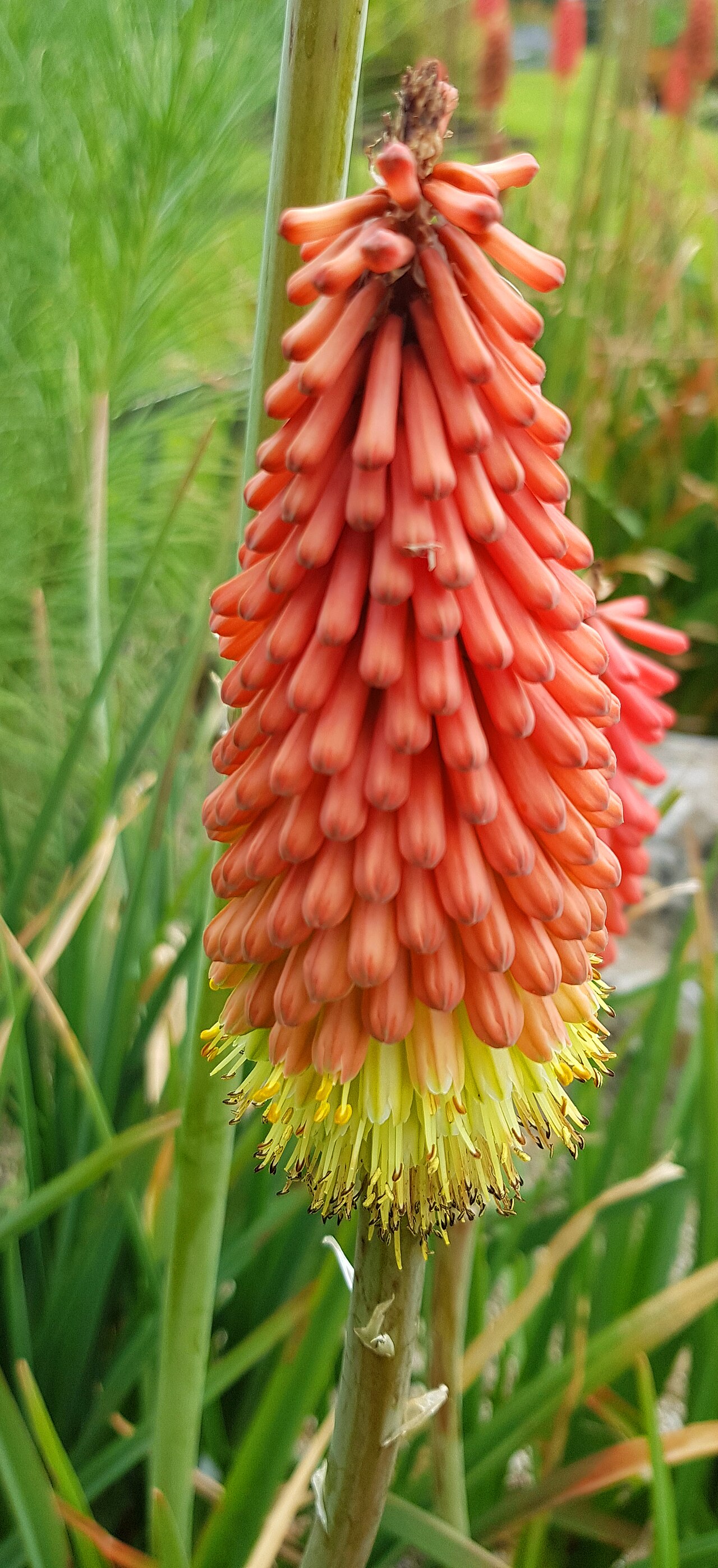 Kniphofia thomsonii: Kniphofia thomsonii var. Snowdenii.