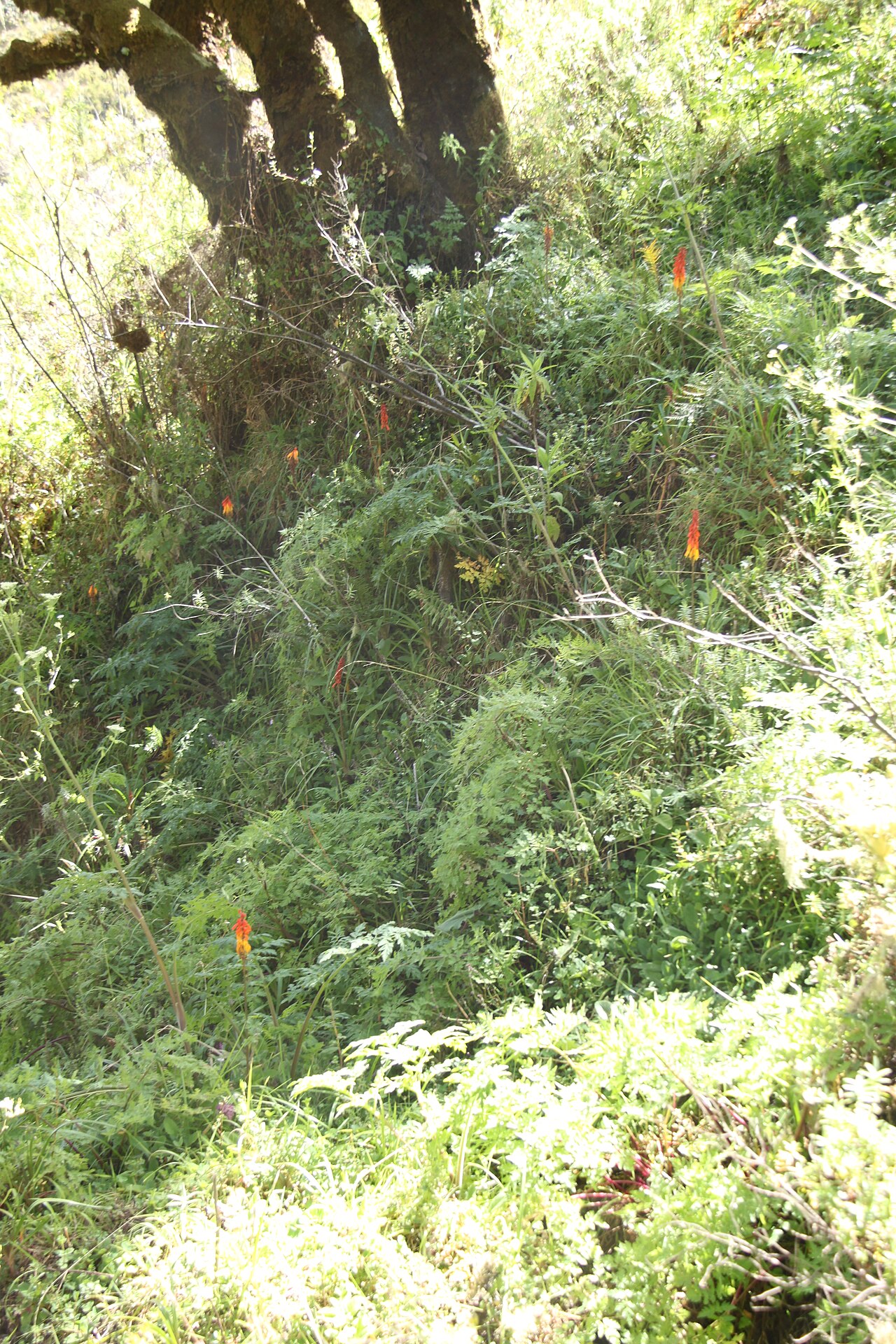 Kniphofia thomsonii: red-hot poker, Kniphofia thomsoni , scattered at the foot of the Nithi river fall, near to the Chogoria route, at approximately 3300 m altitude