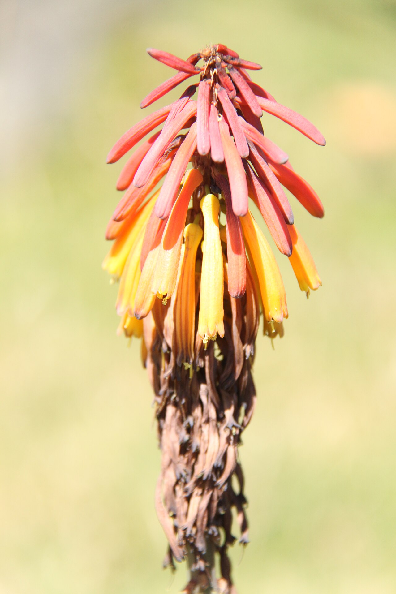 Kniphofia thomsonii: A species of red-hot poker, Kniphofia thomsoni , photographed at the fish ponds near to the Chogoria route, at approximately 2960 m altitude