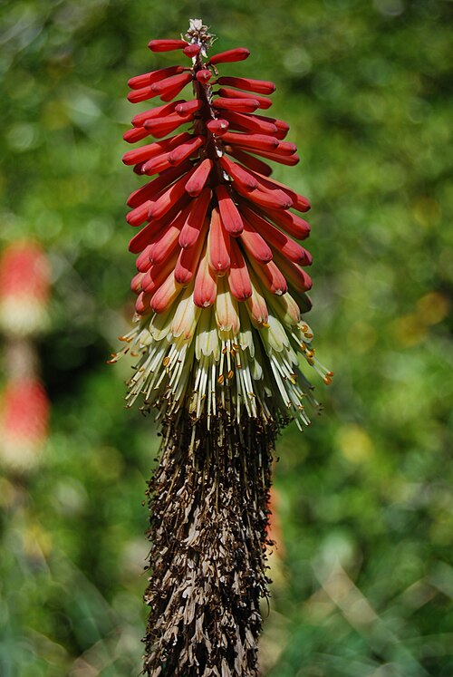 Mandarin poker: Kniphofia nelsonii in the Botanic Garden, Adelaide , South Australia