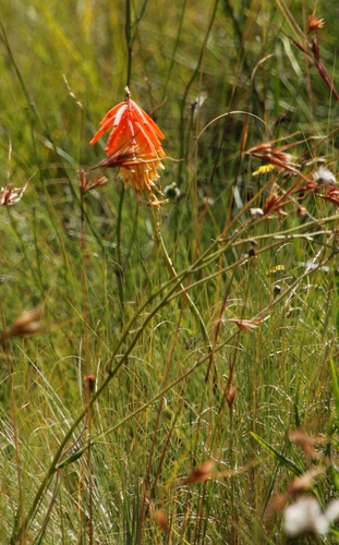 Mandarin poker (Kniphofia triangularis)
