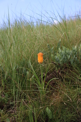Mandarin poker (Kniphofia triangularis)