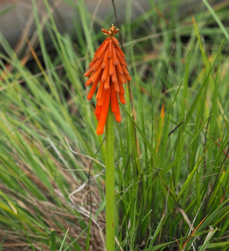 Mandarin poker (Kniphofia triangularis)