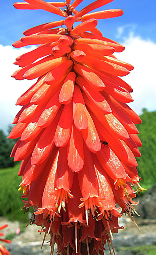 Mandarin poker: This is an orange member of the Red Hot Poker plants from southeastern Africa. University of B.C. Gardens, Vancouver.