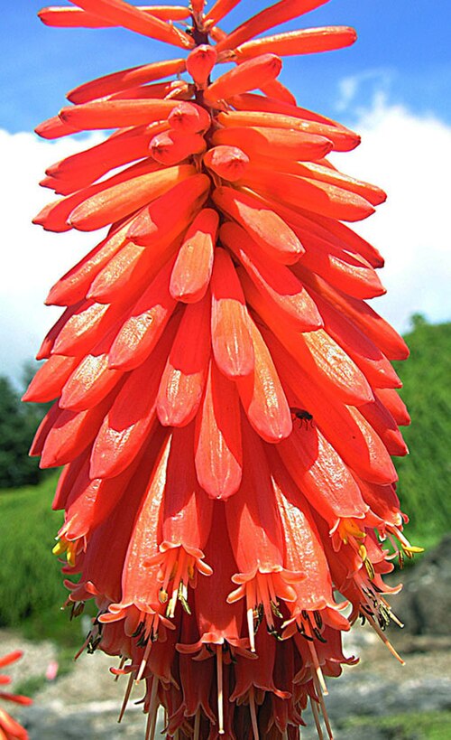 Mandarin poker: This is an orange member of the Red Hot Poker plants from southeastern Africa. University of B.C. Gardens, Vancouver.