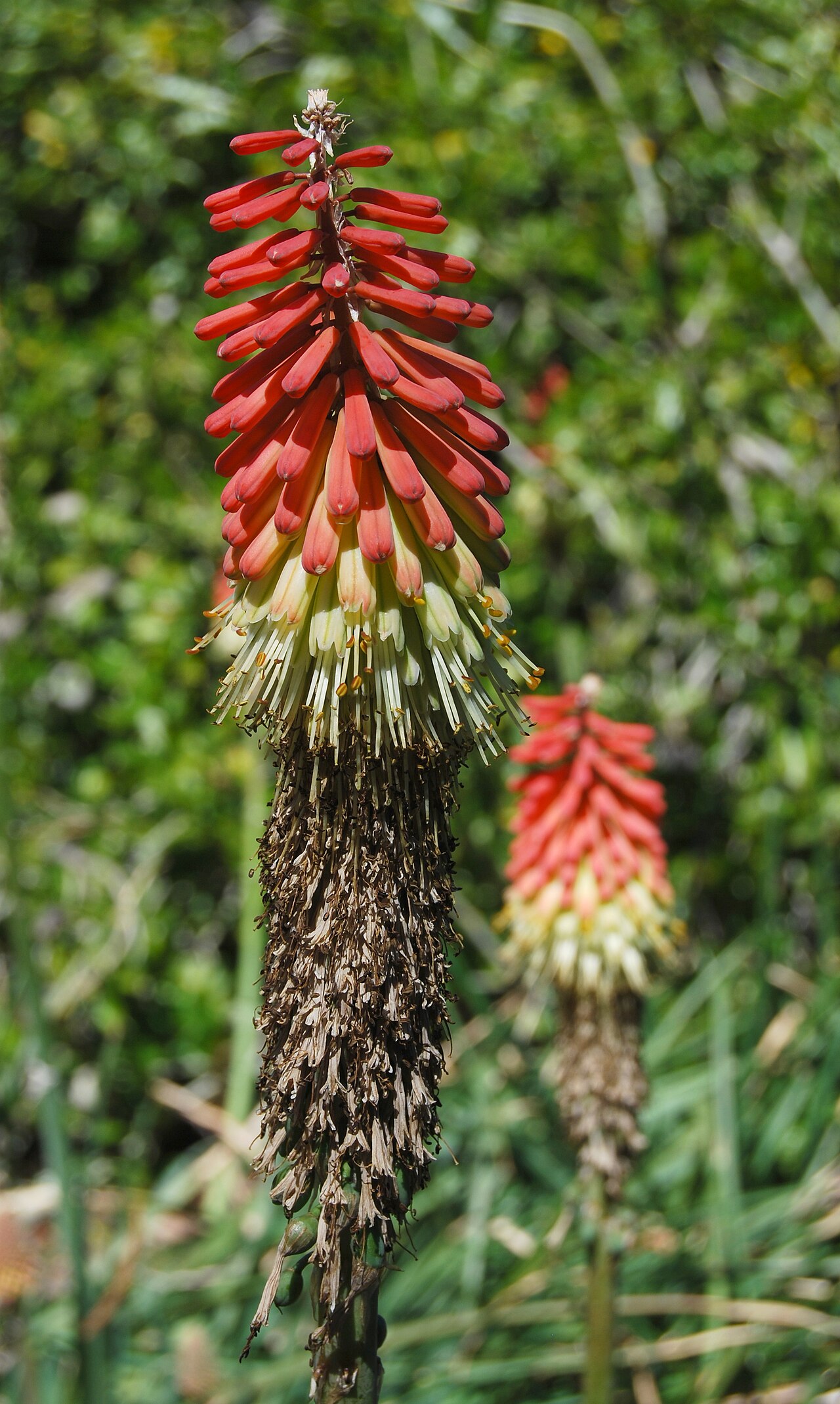 Mandarin poker: Kniphofia nelsonii in the Botanic Garden, Adelaide , South Australia