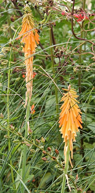 Mandarin poker: Kniphofia triangularis