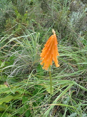 Mandarin poker (Kniphofia triangularis)
