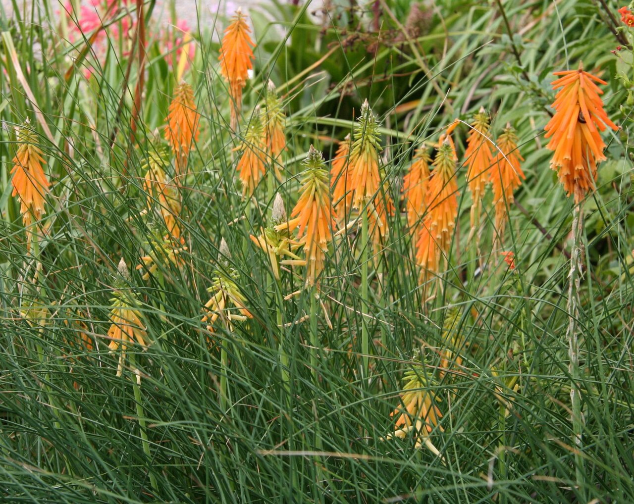 Mandarin poker: Kniphofia triangularis